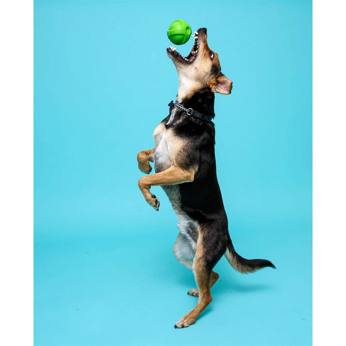Dura Play Ball Dog Toy I320