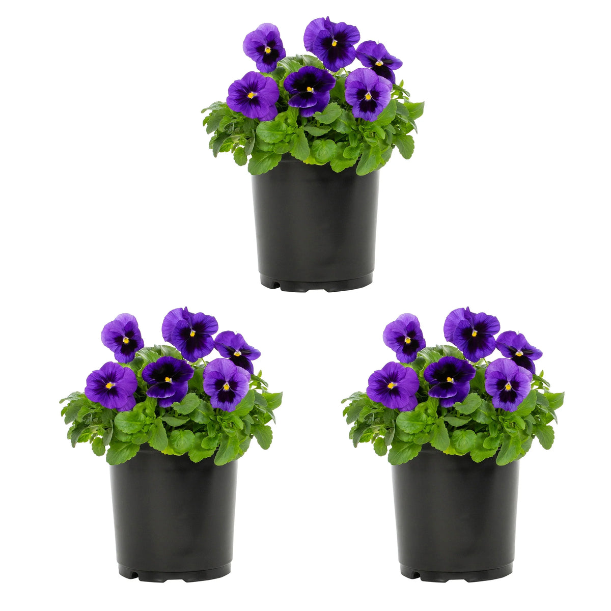 2.5QT Multicolor Pansy Live Plant Grower Pot (3 Pack) Q711023