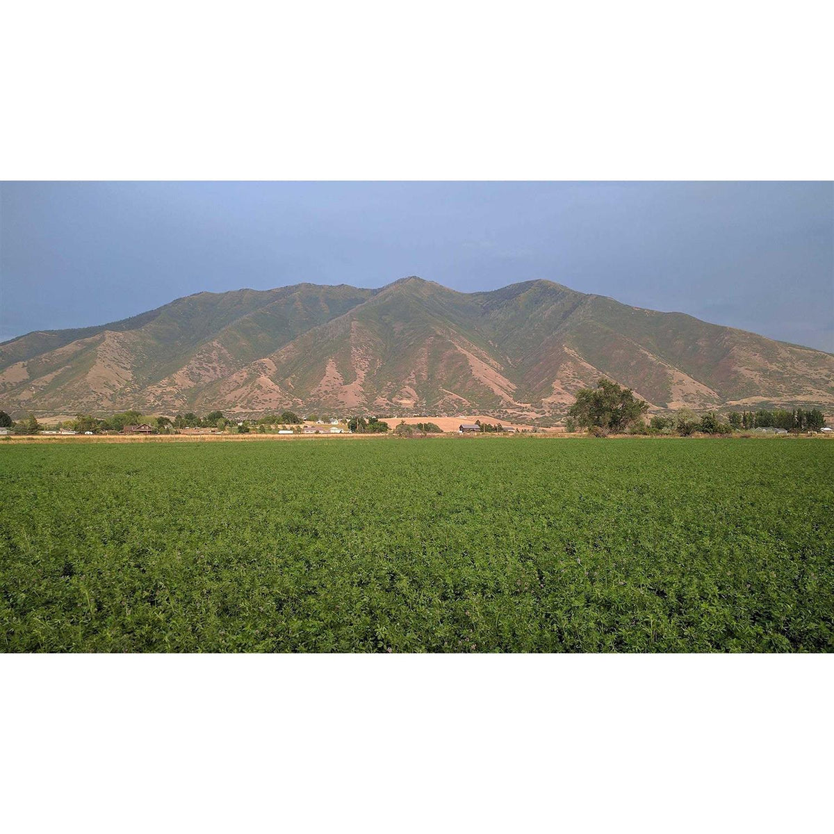 Alfalfa Hay for Rabbits & Small Pets C547230