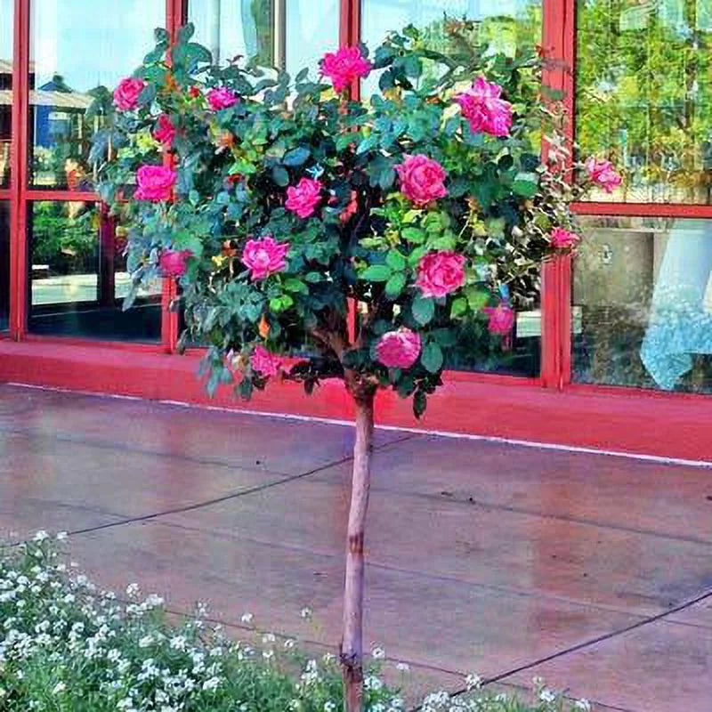 Pink Knock Out Rose Tree W933