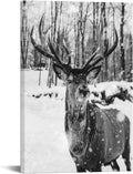 Black and White Deer in Winter Forest Canvas Print Wall Art C5405
