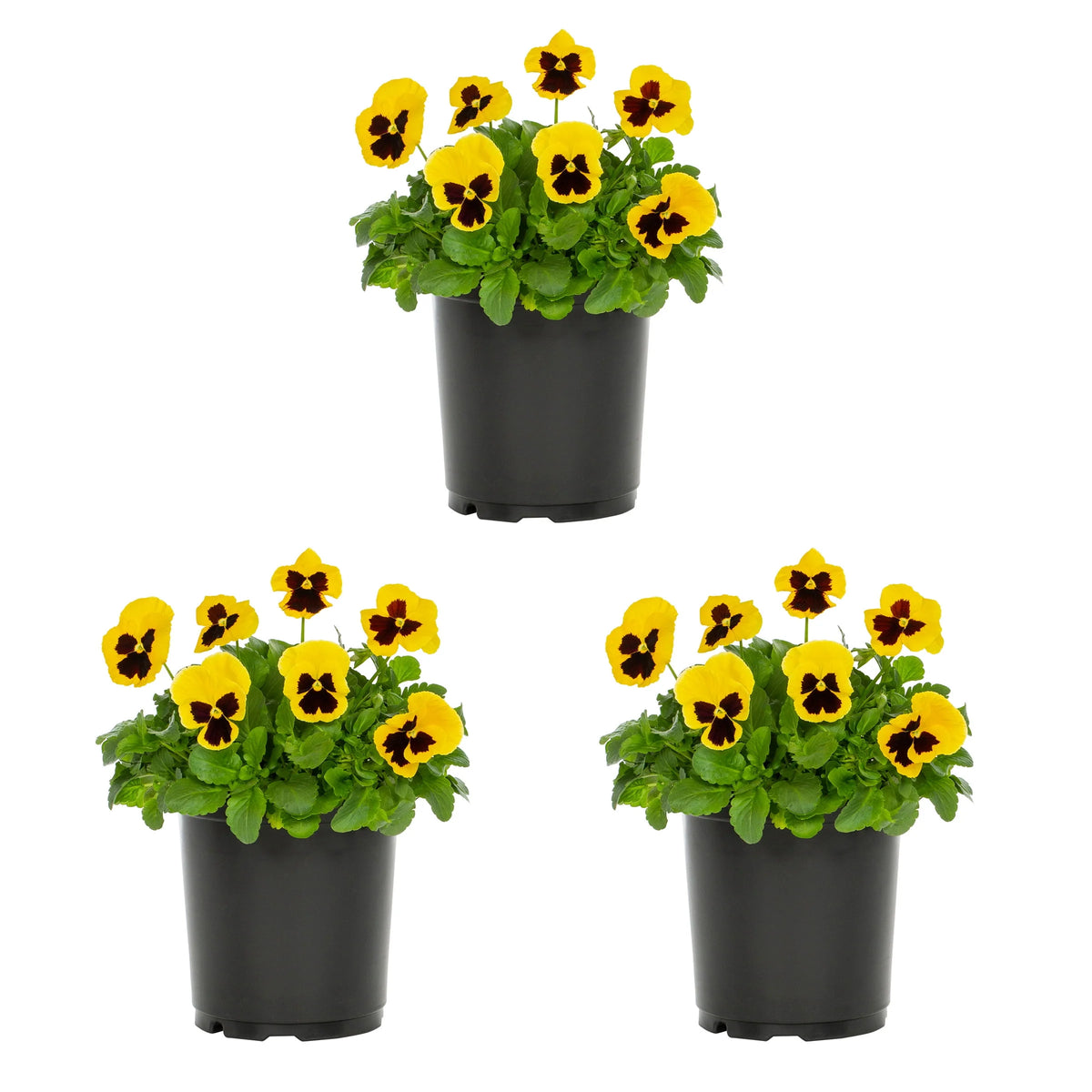 2.5QT Multicolor Pansy Live Plant Grower Pot (3 Pack) Q711023