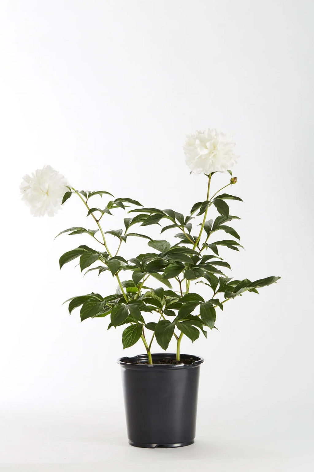 White Peony Live Plants with Grower Pots V4063