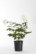 White Peony Live Plants with Grower Pots V4063