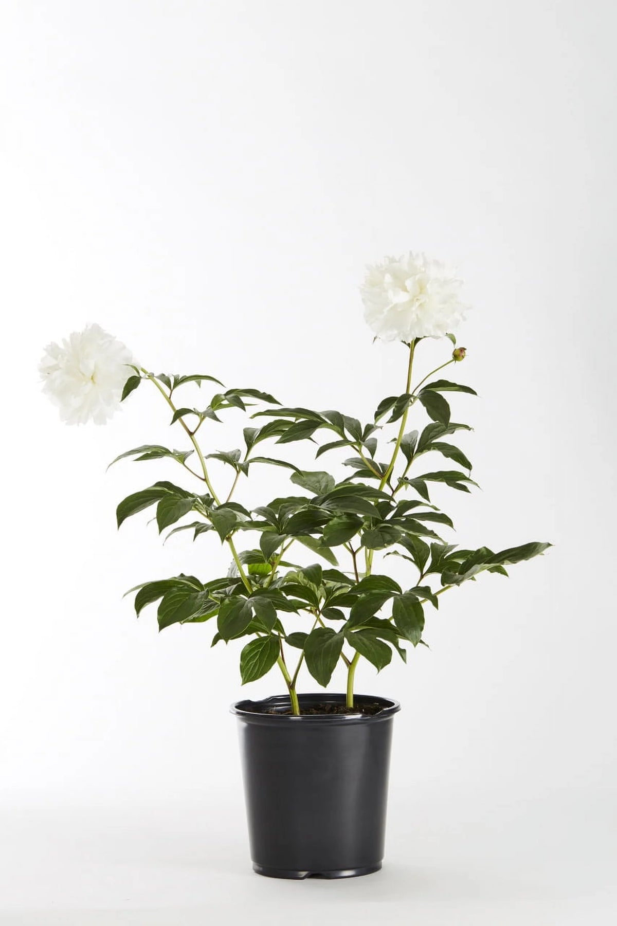 White Peony Live Plants with Grower Pots V4063