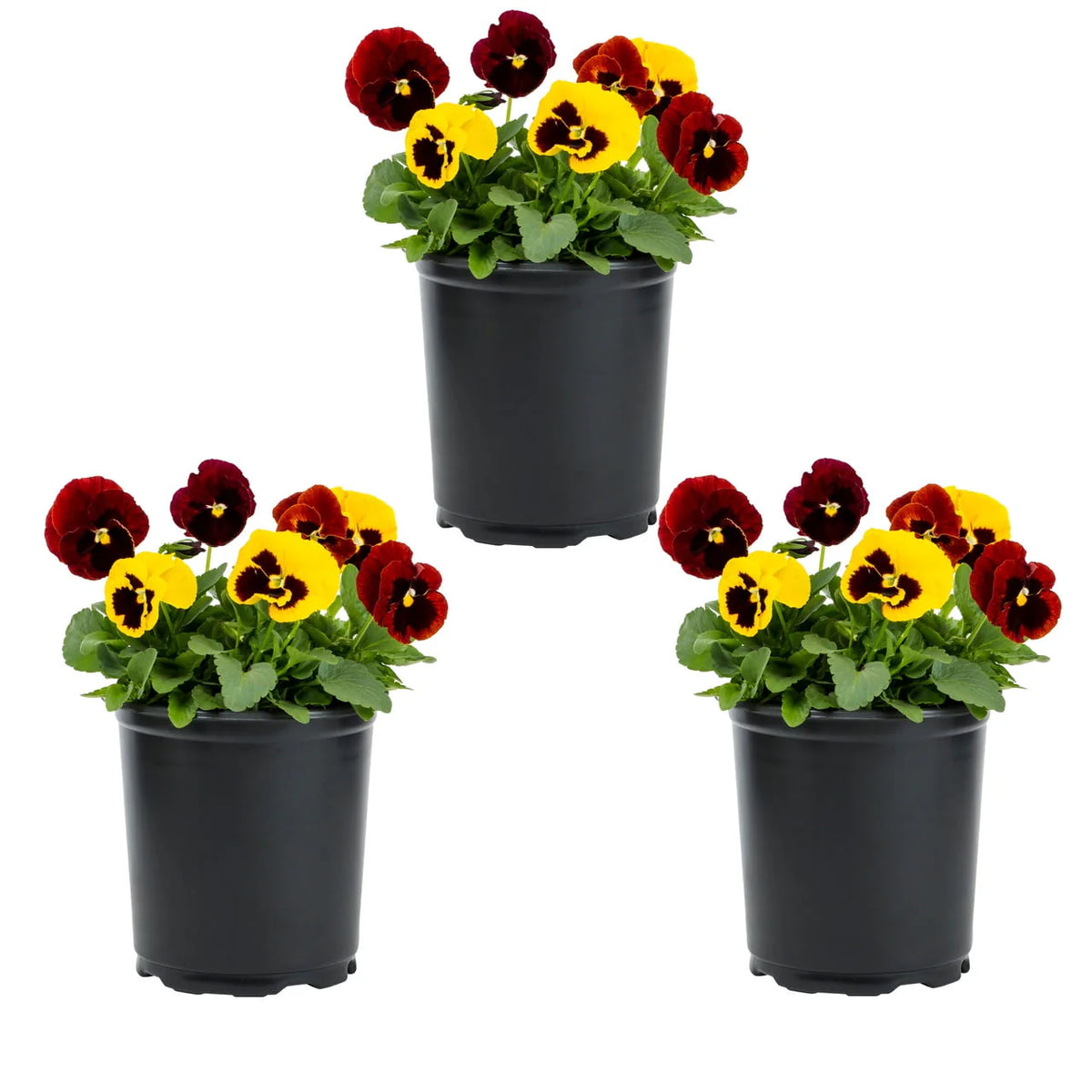 2.5QT Multicolor Pansy Live Plant Grower Pot (3 Pack) Q711023