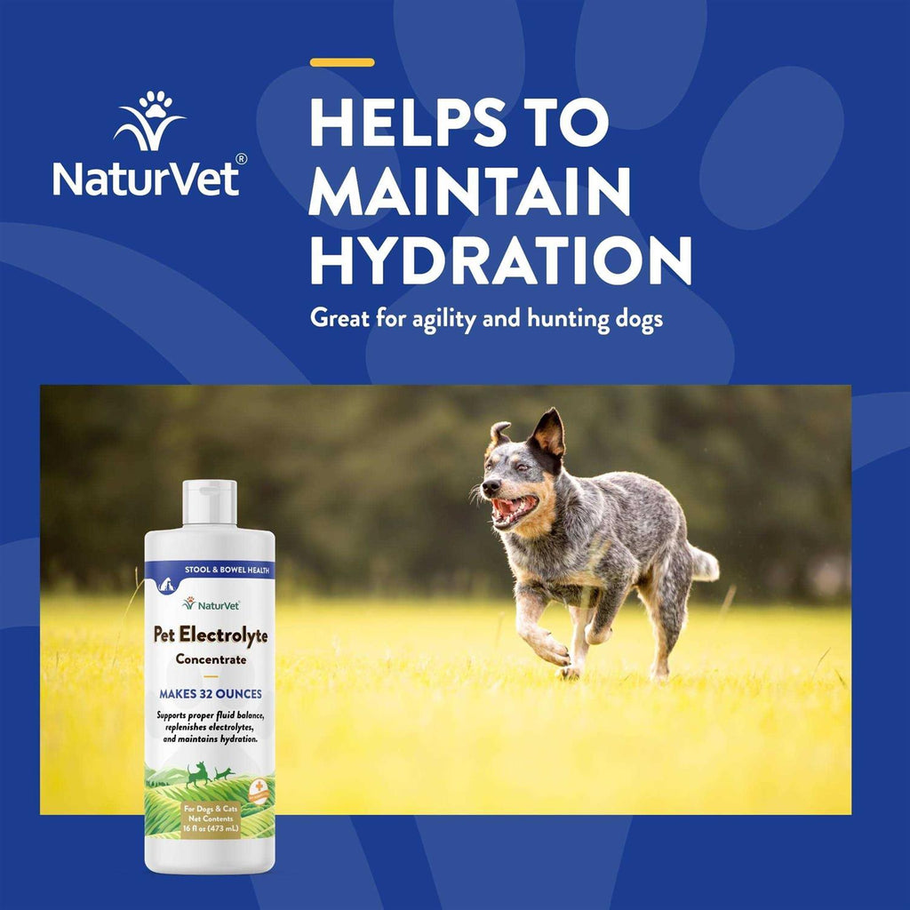 Pet Electrolyte Concentrate 16 oz S56884
