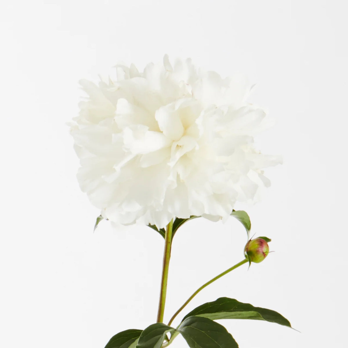 White Peony Live Plants with Grower Pots V4063