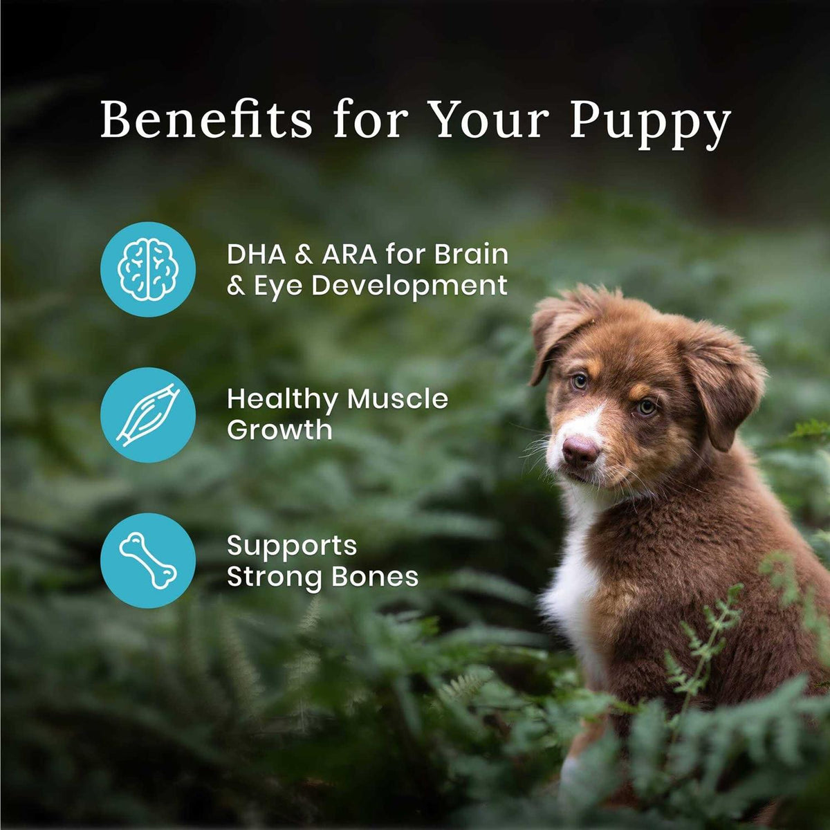 High Protein Natural Puppy Dry Dog Food Chicken J453142