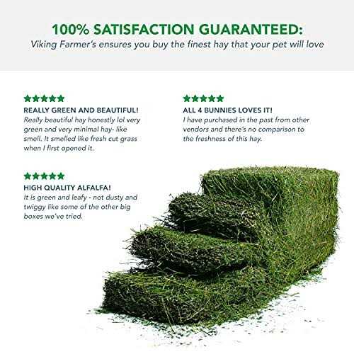 Alfalfa Hay for Rabbits & Small Pets C547230