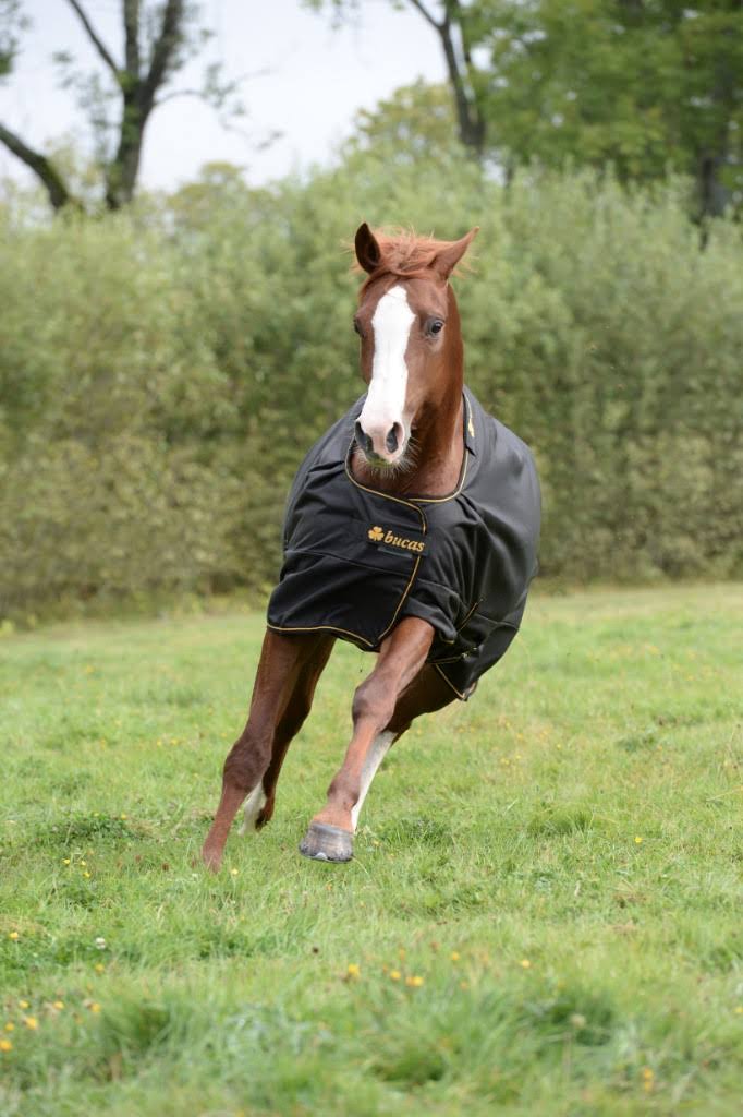 Black Irish Turnout Extra V13942