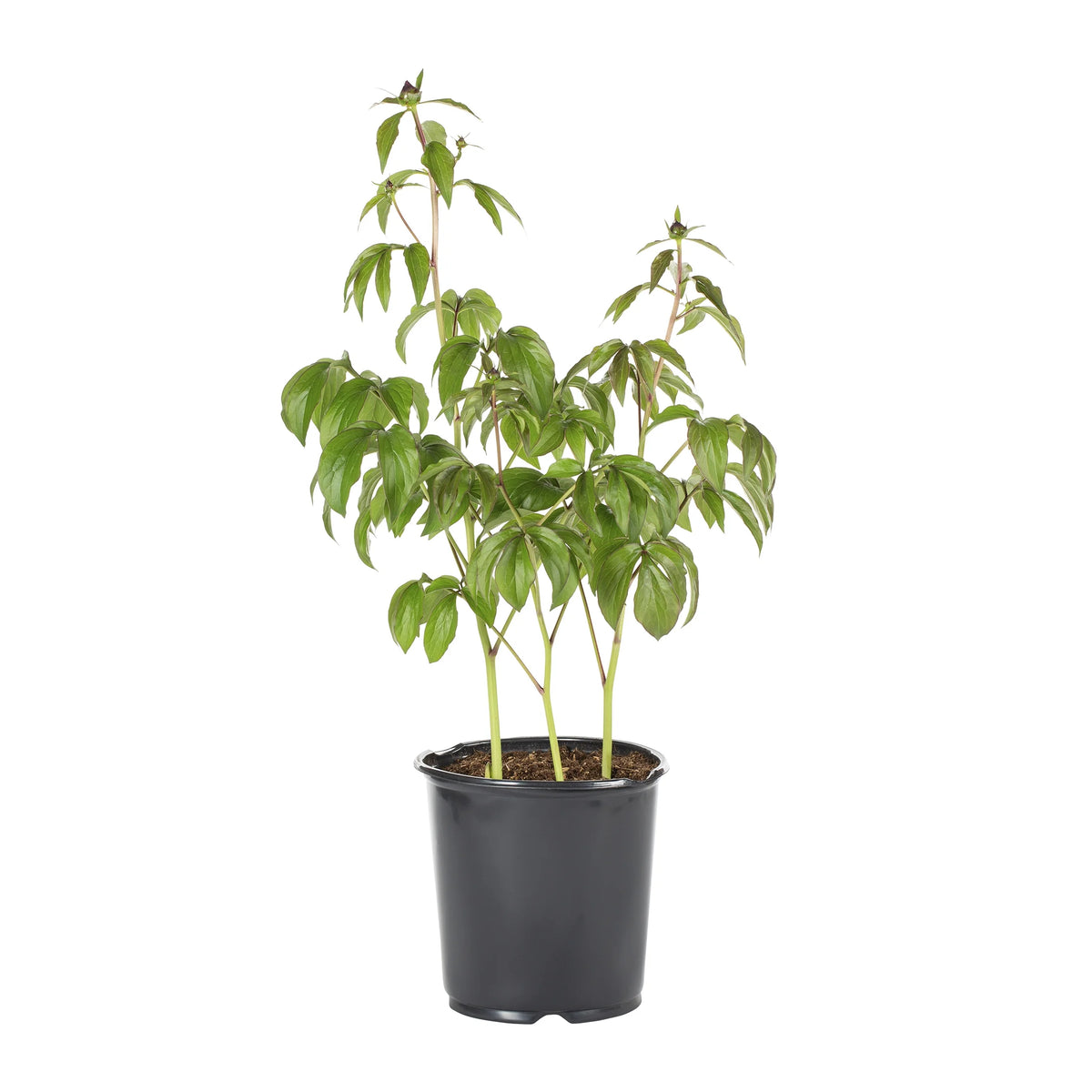White Peony Live Plants with Grower Pots V4063