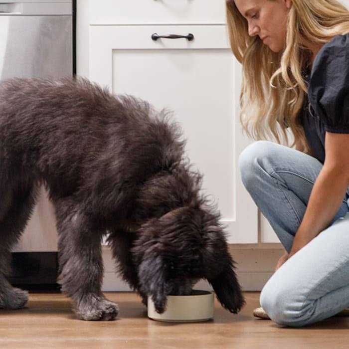Brown Rice & Sweet Potato Dry Dog Food A1076