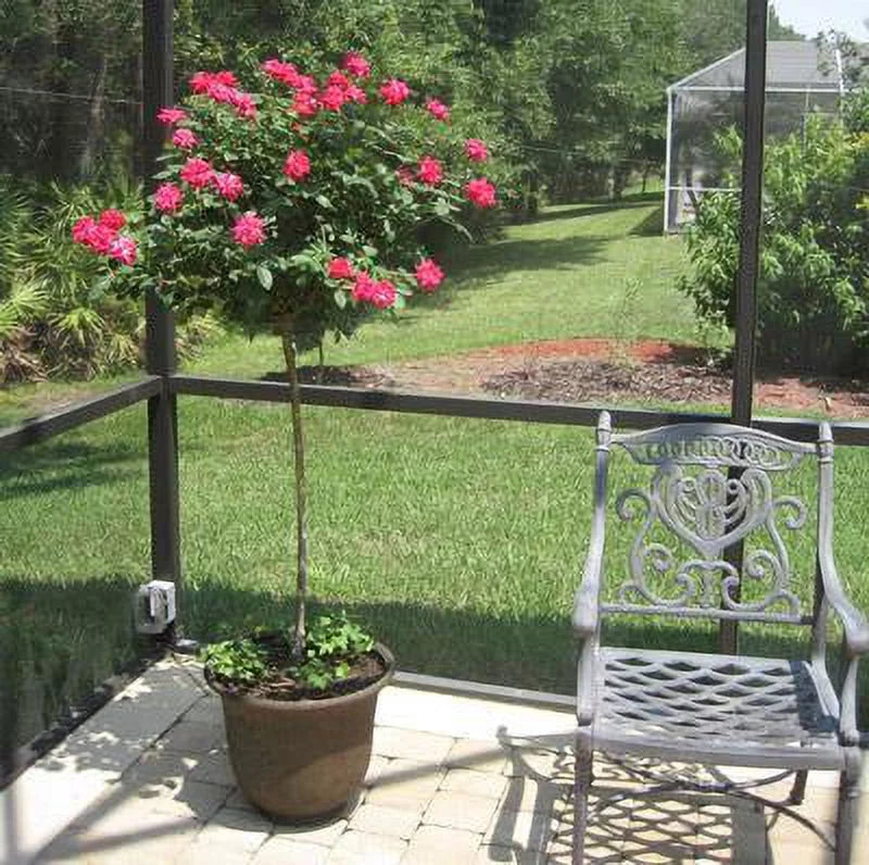 Pink Knock Out Rose Tree W933