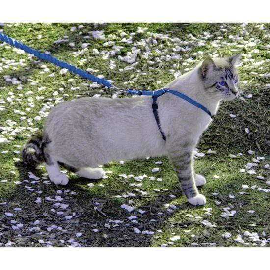 Come with Me Kitty Harness Bungee Leash N966092