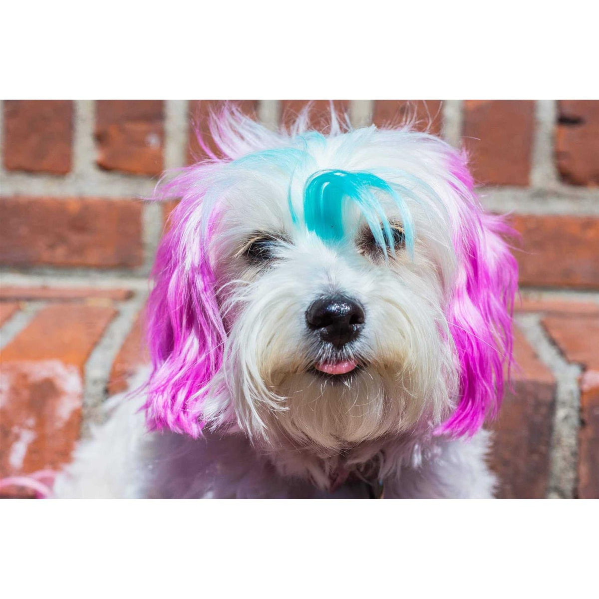 Semi Perm Coat Color Shampoo for Dogs E720638