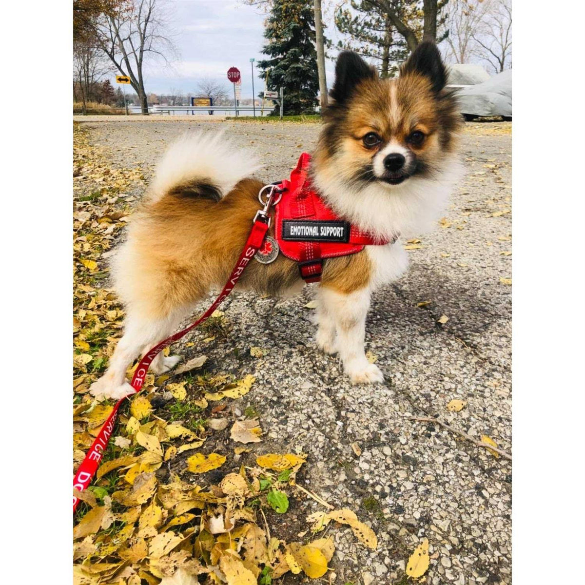 Reflective Breathable Adjustable No-Pull Dog Harness K8624