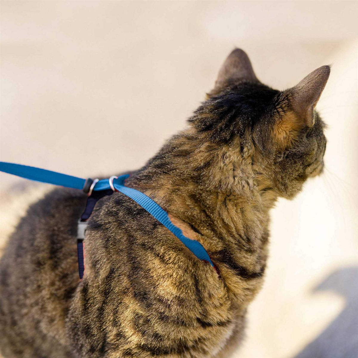 Come with Me Kitty Harness Bungee Leash N966092