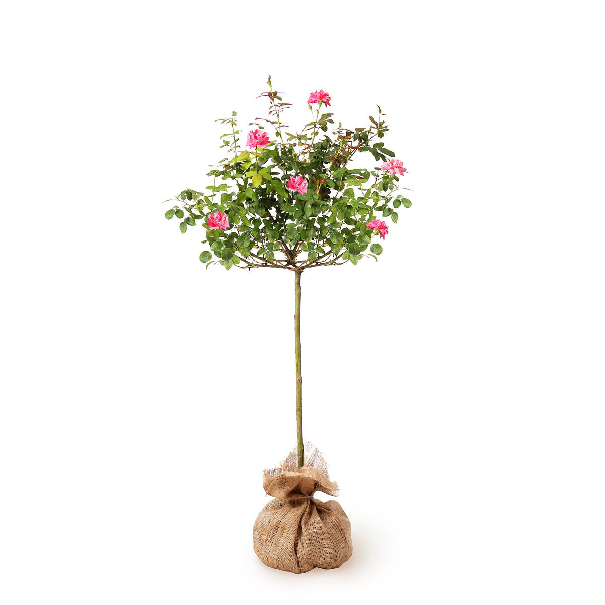 Pink Knock Out Rose Tree W933